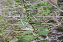 Triumfetta pentandra